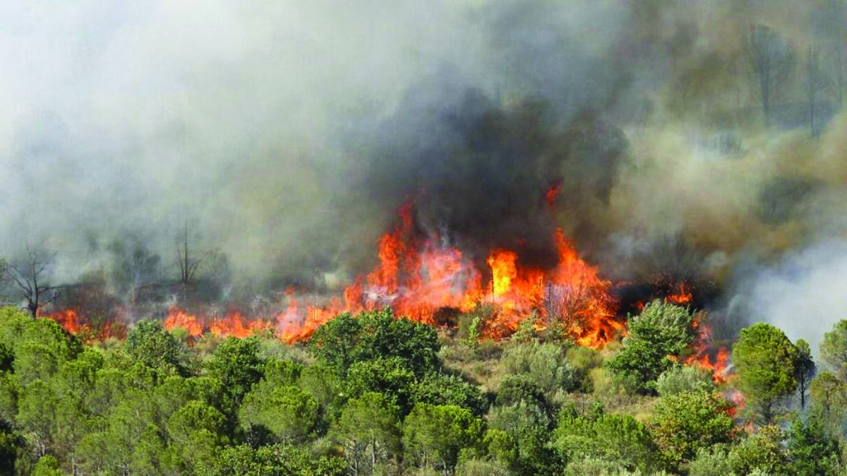 Dépérissement du patrimoine forestier