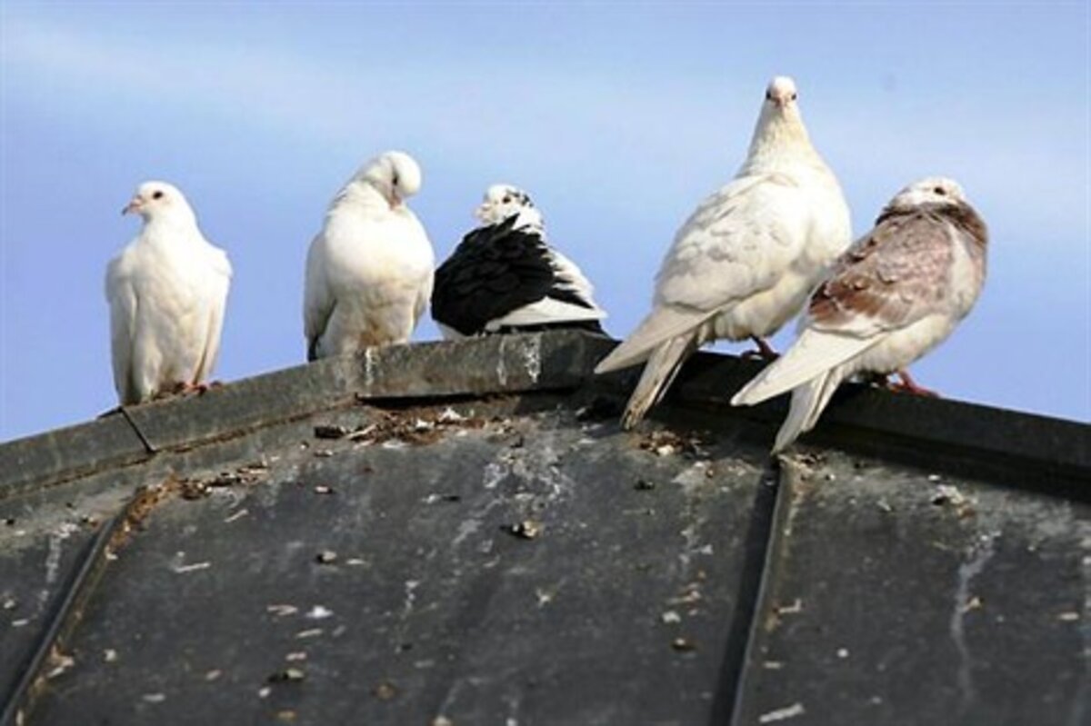 Le pigeon, cet oiseau idole qui nuit à l’écologie