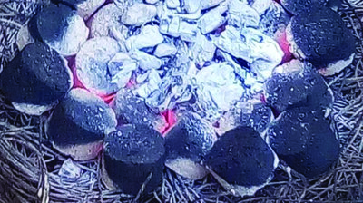 Niger : Du charbon à base de résidus