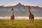 La population des girafes en hausse au Kenya