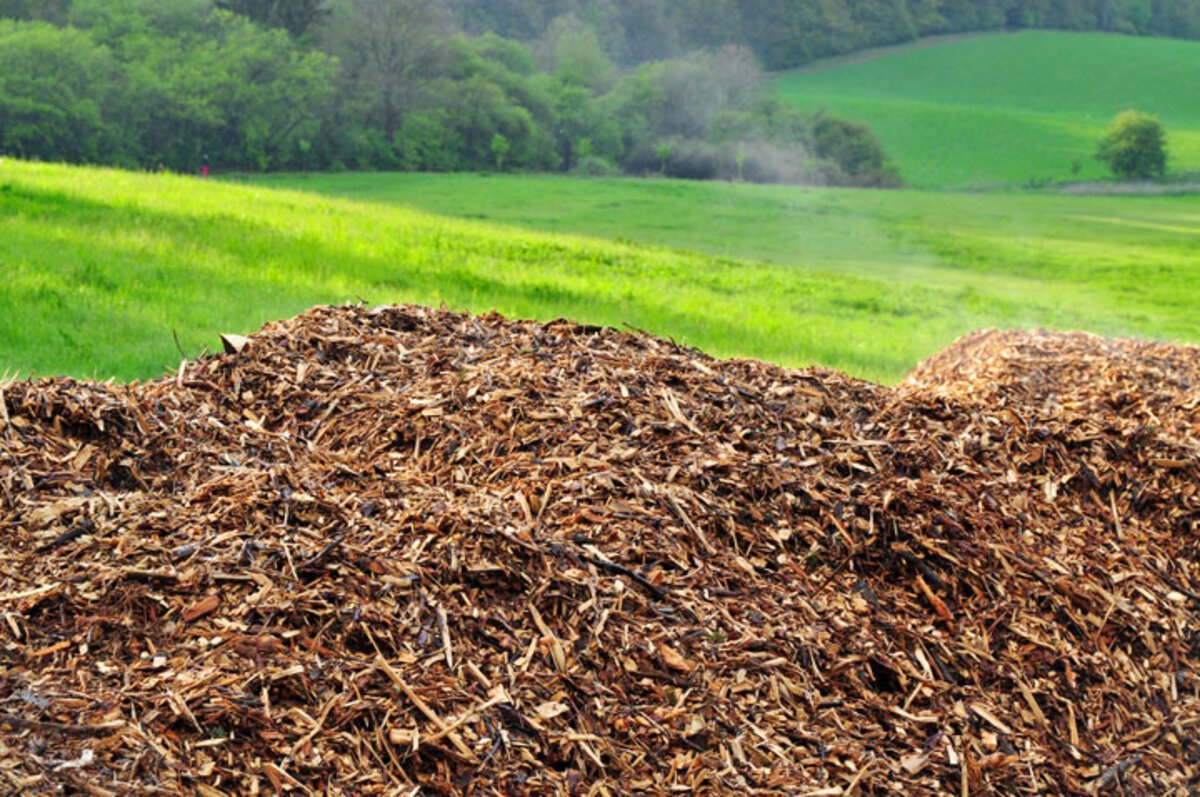 La biomasse comme source d'énergie propre prometteuse