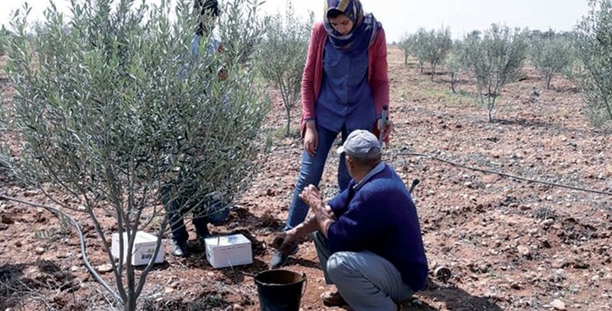 L'OCP pilote l'irrigation de précision