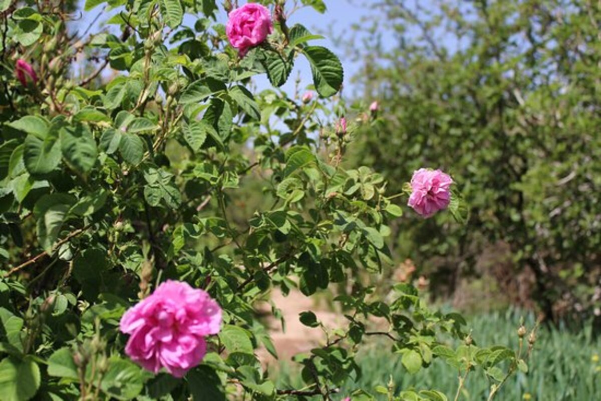 La rose à parfum refait surface