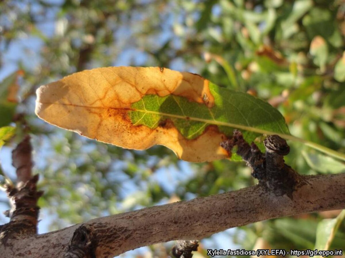 La bactérie des plantes “Xylella fastidiosa” fait ravage